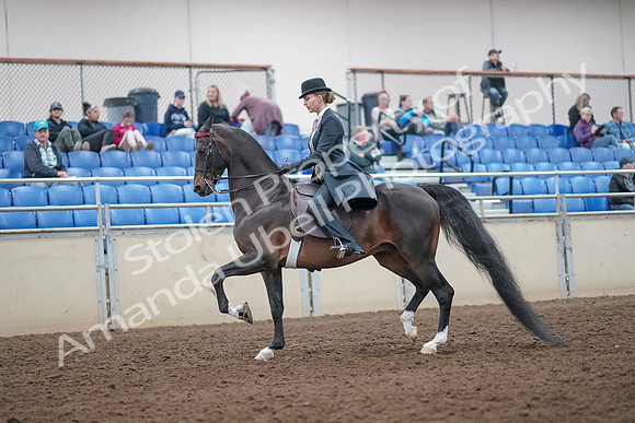 2019 Morgan Horse Show - Aug 31, 2019 - 12191