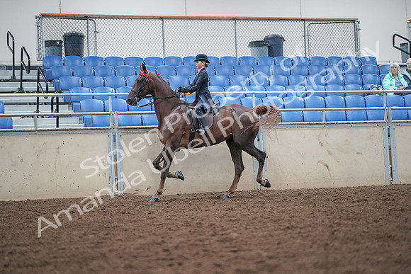 2019 Morgan Horse Show - Aug 30, 2019 - 17913