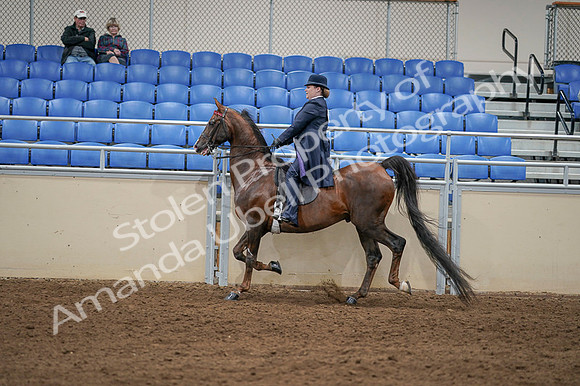 2020 - AB Morgan Horse - Fri, Sept 04 - 08014