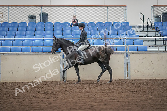 2019 Morgan Horse Show - Aug 30, 2019 - 14894