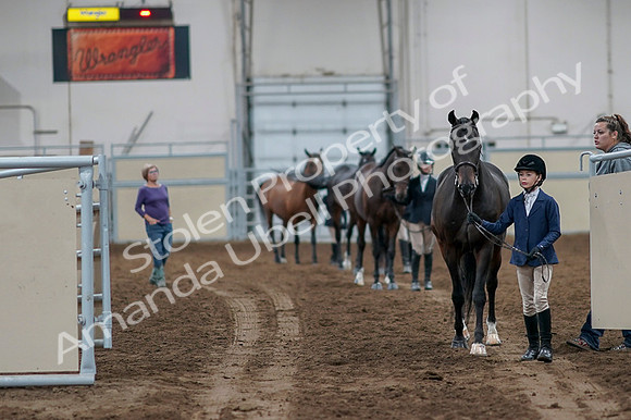 2020 - AB Morgan Horse - Fri, Sept 04 - 00720
