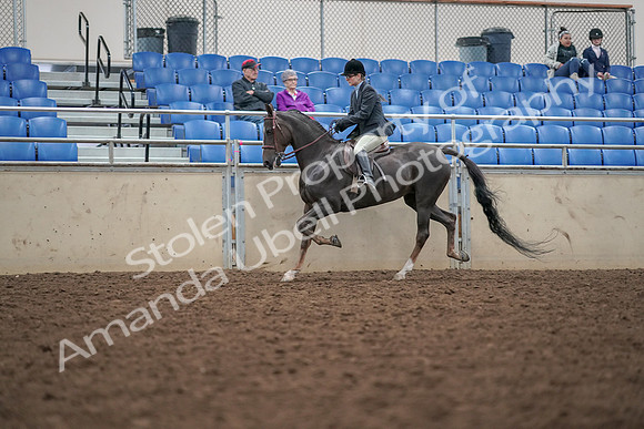 2019 Morgan Horse Show - Aug 30, 2019 - 20416