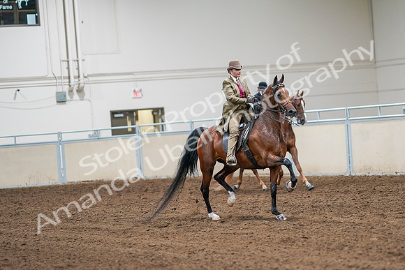 2020 - AB Morgan Horse - Sat, Sept 05 - 08218