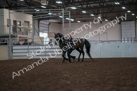 2019 Morgan Horse Show - Aug 31, 2019 - 03382