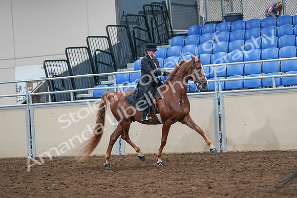 2020 - AB Morgan Horse - Sat, Sept 05 - 08252