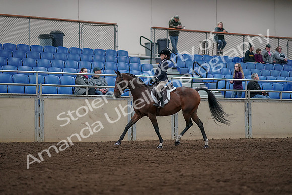 2019 Morgan Horse Show - Aug 31, 2019 - 05546