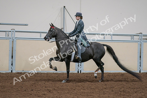 2020 - AB Morgan Horse - Sat, Sept 05 - 13652
