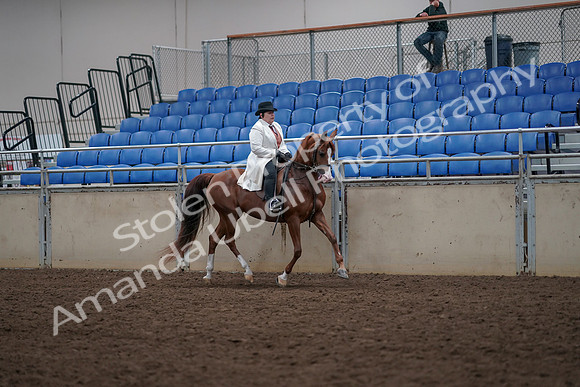 2019 Morgan Horse Show - Aug 31, 2019 - 17956