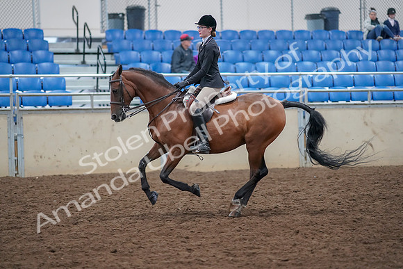 2019 Morgan Horse Show - Aug 30, 2019 - 20612