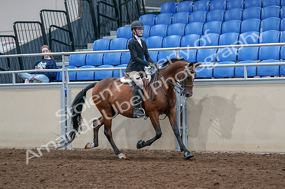 2020 - AB Morgan Horse - Fri, Sept 04 - 06110