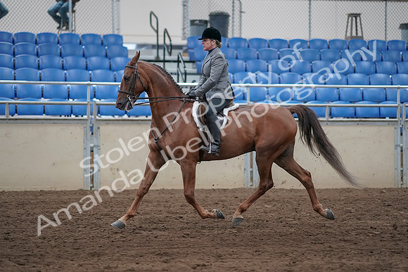 2019 Morgan Horse Show - Sept 01, 2019 - 12243