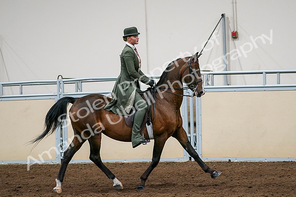 2020 - AB Morgan Horse - Fri, Sept 04 - 03373