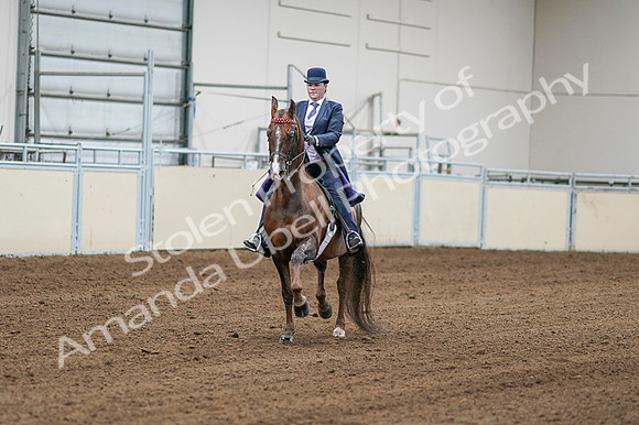 2020 - AB Morgan Horse - Fri, Sept 04 - 08168