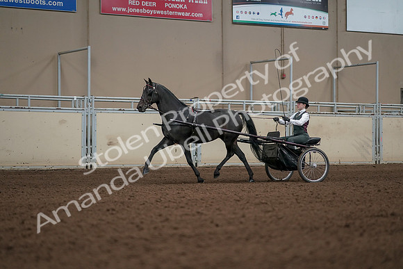 2019 Morgan Horse Show - Aug 31, 2019 - 04684