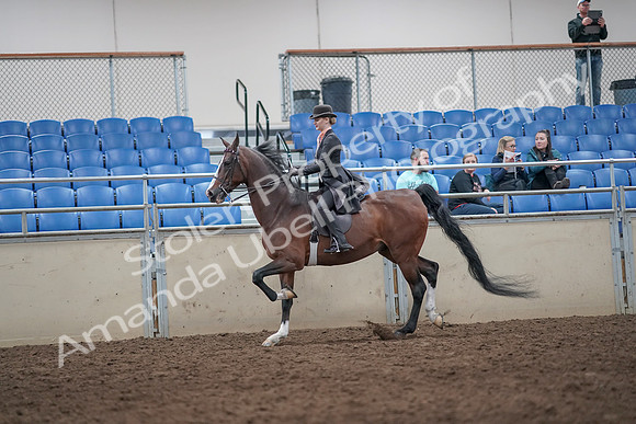 2019 Morgan Horse Show - Aug 31, 2019 - 08700
