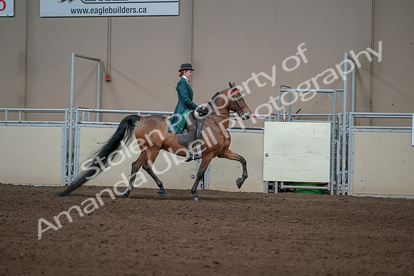 2019 Morgan Horse Show - Sept 01, 2019 - 13316
