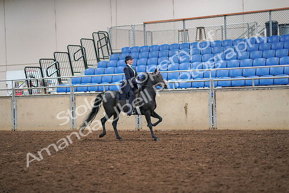 2019 Morgan Horse Show - Aug 30, 2019 - 12372