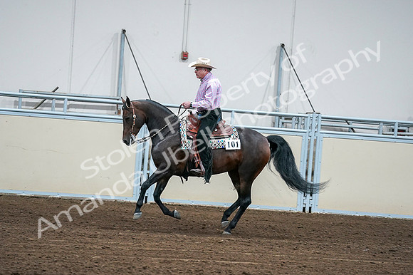 2020 - AB Morgan Horse - Fri, Sept 04 - 00545