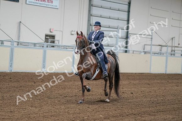 2020 - AB Morgan Horse - Fri, Sept 04 - 08184