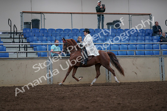 2019 Morgan Horse Show - Aug 31, 2019 - 08562