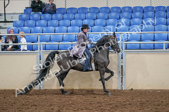 2020 - AB Morgan Horse - Sat, Sept 05 - 14004