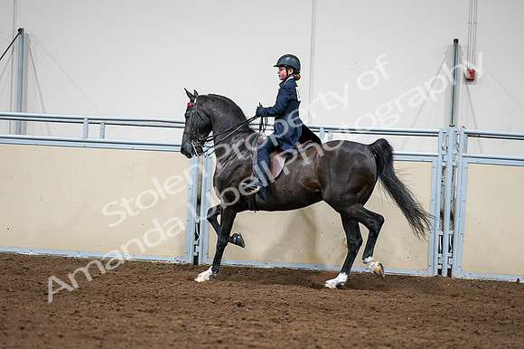 2020 - AB Morgan Horse - Fri, Sept 04 - 03263