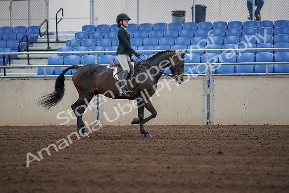 2019 Morgan Horse Show - Sept 01, 2019 - 03940