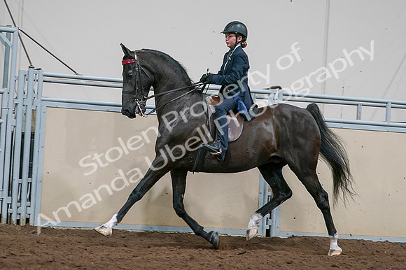 2020 - AB Morgan Horse - Fri, Sept 04 - 03239
