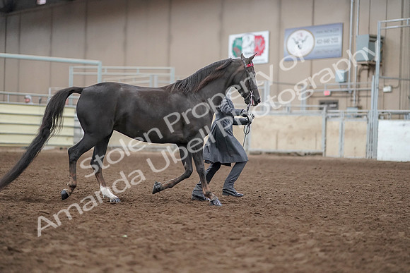 2019 Morgan Horse Show - Aug 31, 2019 - 01880