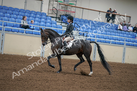 2020 - AB Morgan Horse - Fri, Sept 04 - 05820