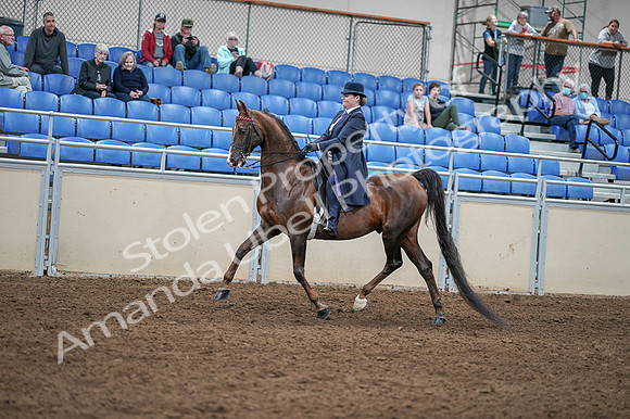 2020 - AB Morgan Horse - Fri, Sept 04 - 07901