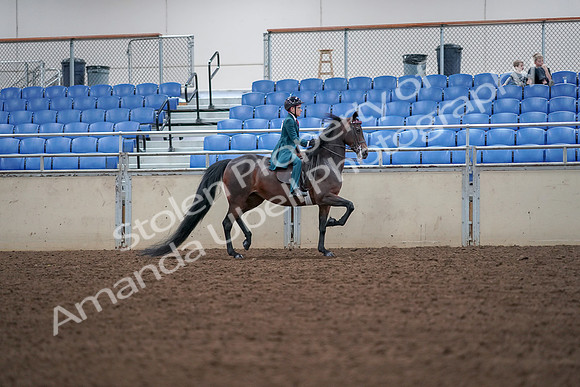 2019 Morgan Horse Show - Aug 30, 2019 - 18067