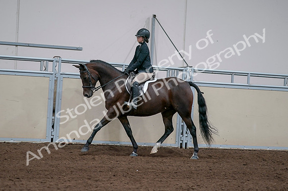 2020 - AB Morgan Horse - Fri, Sept 04 - 05952