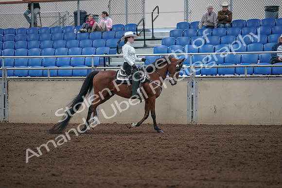 2019 Morgan Horse Show - Sept 01, 2019 - 07041