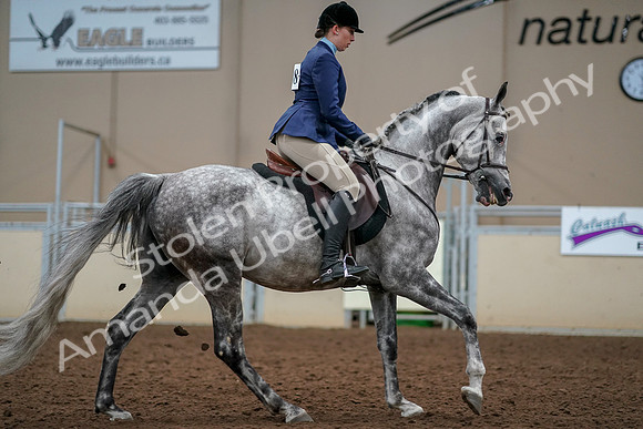 2019 Morgan Horse Show - Aug 30, 2019 - 22468