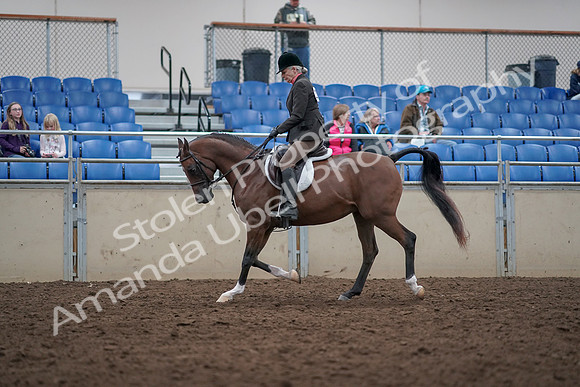 2019 Morgan Horse Show - Aug 31, 2019 - 15894