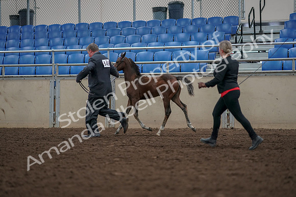 2019 Morgan Horse Show - Aug 31, 2019 - 00427