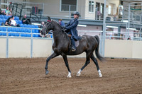 2020 - AB Morgan Horse - Fri, Sept 04 - 06977