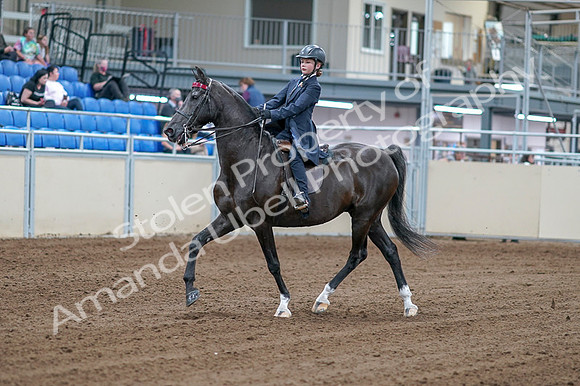 2020 - AB Morgan Horse - Fri, Sept 04 - 06977