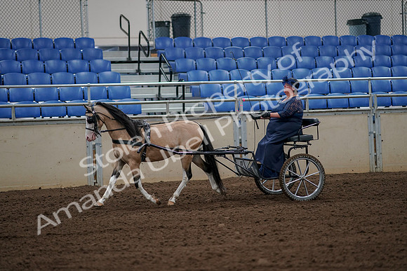 2019 Morgan Horse Show - Aug 30, 2019 - 13121