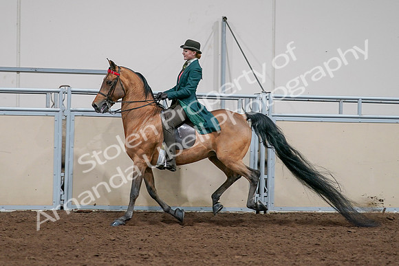 2020 - AB Morgan Horse - Sat, Sept 05 - 13809