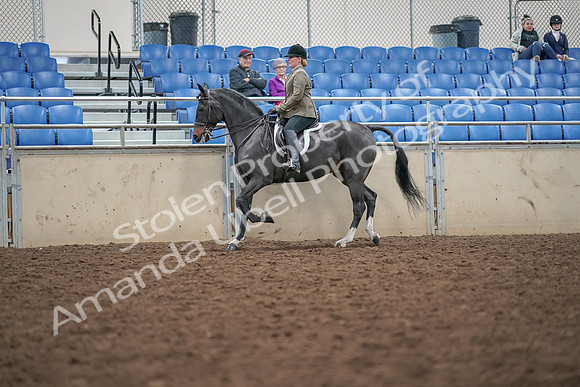 2019 Morgan Horse Show - Aug 30, 2019 - 20280