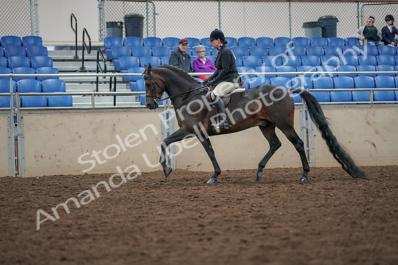 2019 Morgan Horse Show - Aug 30, 2019 - 19874