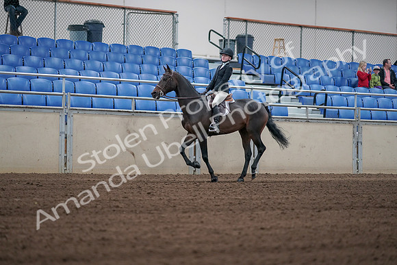 2019 Morgan Horse Show - Sept 01, 2019 - 03742