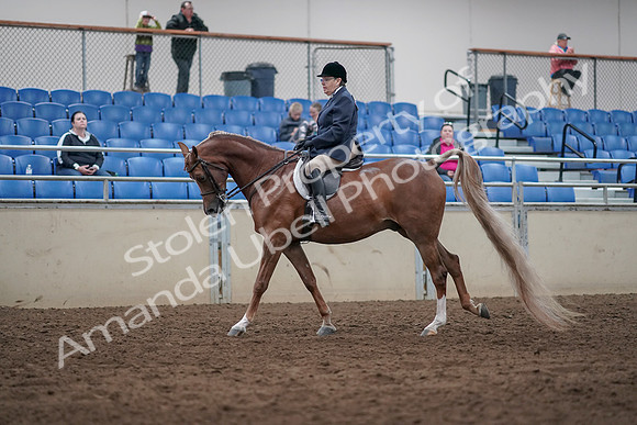 2019 Morgan Horse Show - Sept 01, 2019 - 08732