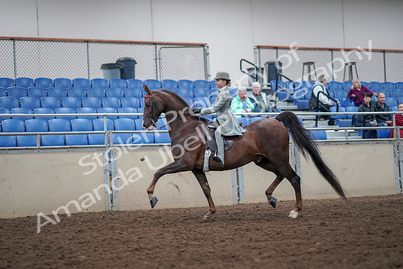 2019 Morgan Horse Show - Aug 30, 2019 - 17774
