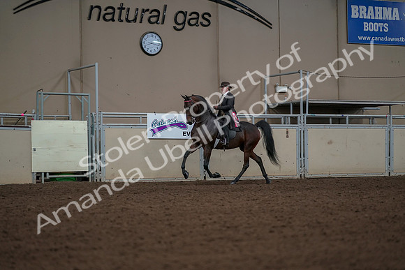 2019 Morgan Horse Show - Aug 30, 2019 - 28302