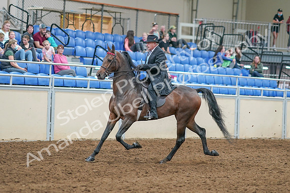 2020 - AB Morgan Horse - Sat, Sept 05 - 07904