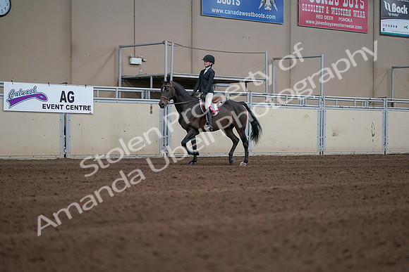 2019 Morgan Horse Show - Sept 01, 2019 - 03955