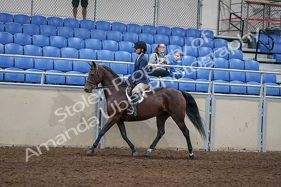 2020 - AB Morgan Horse - Fri, Sept 04 - 05888